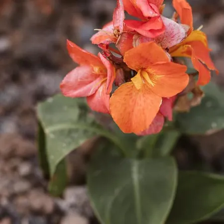 Вилла Lily